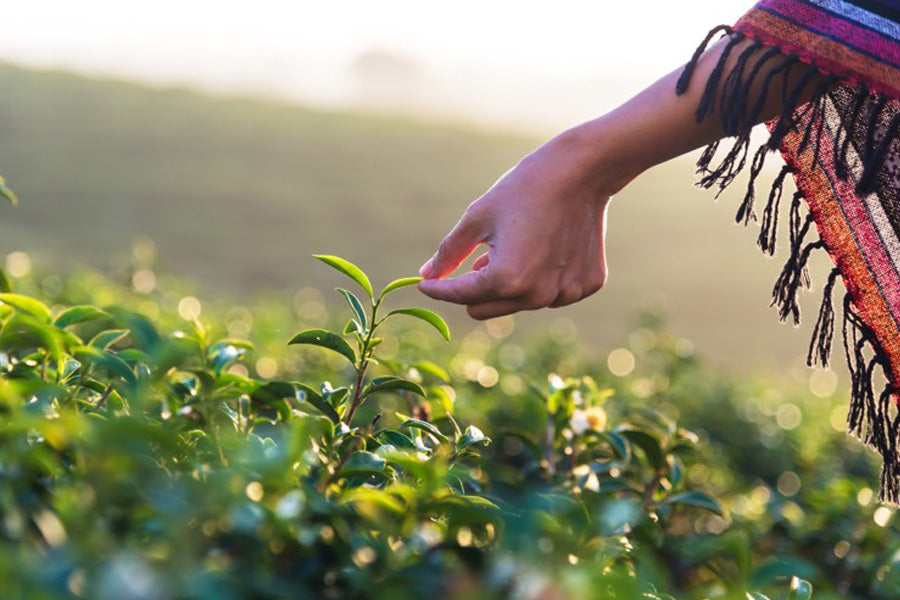 Astragalus and Vitality