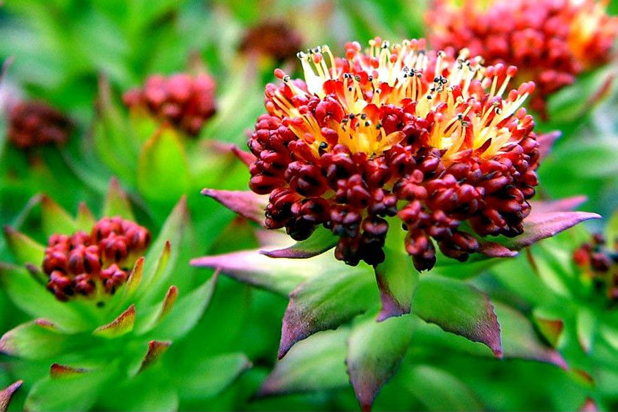 Rhodiola - Anti-Aging For The Brain