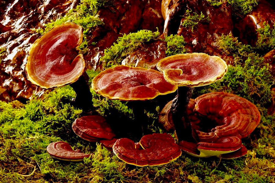 Reishi - The Mushroom of Immortality