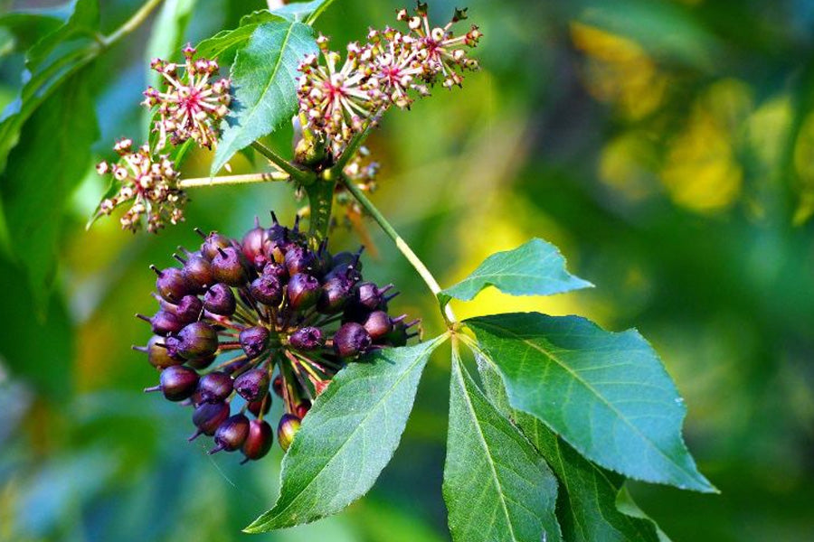 The Wonder Herb - Siberian Ginseng