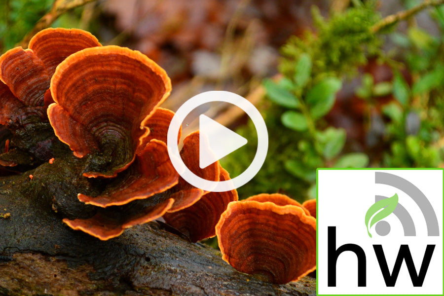 Podcast: Medicinal Mushrooms - The Ultimate Immunity