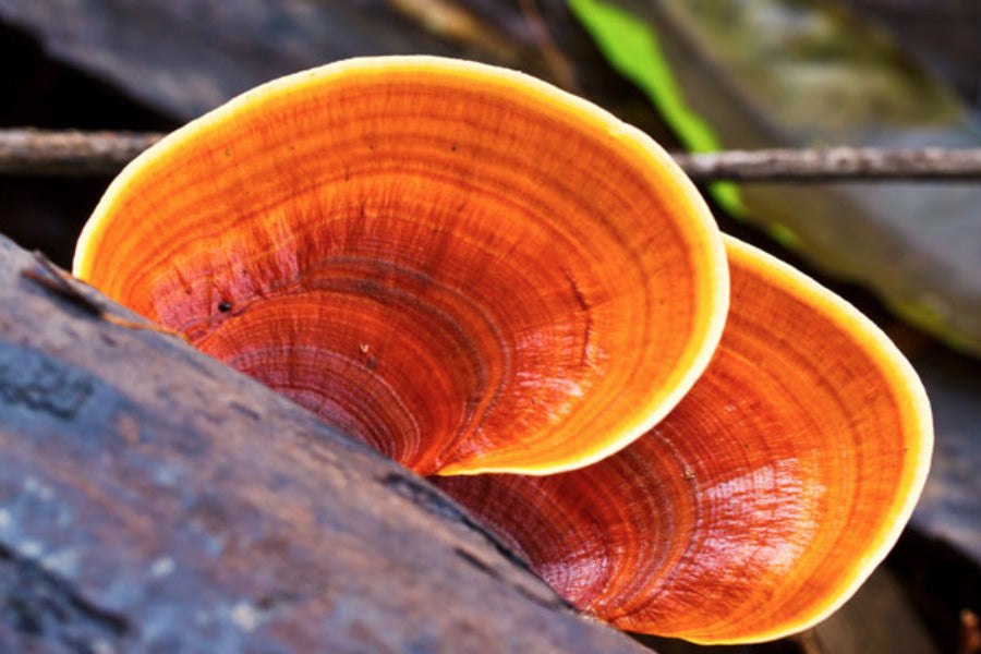 Reishi - The Herb of Good Fortune