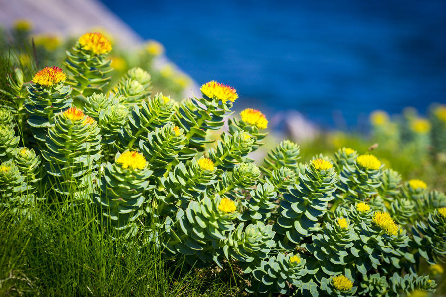 Rhodiola for Fatigue